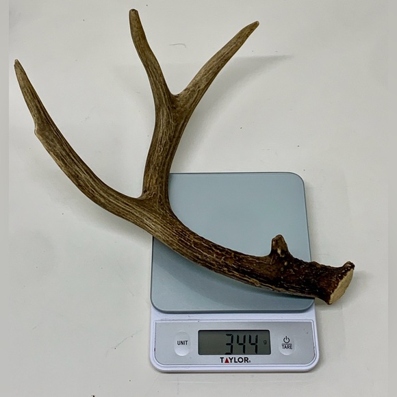 Vintage Upper Peninsula Michigan Deer Antler 12.1oz/344g - Picture 12 of 16